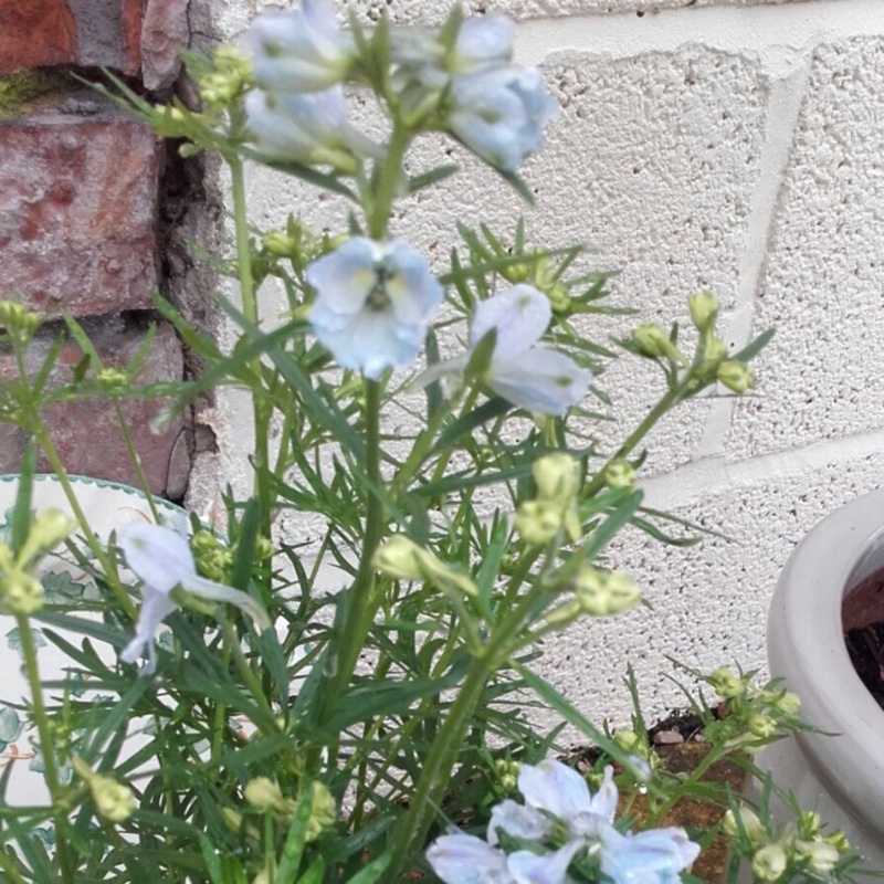 Sharon's garden