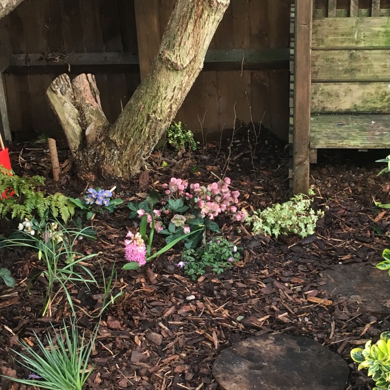 Sharon's garden