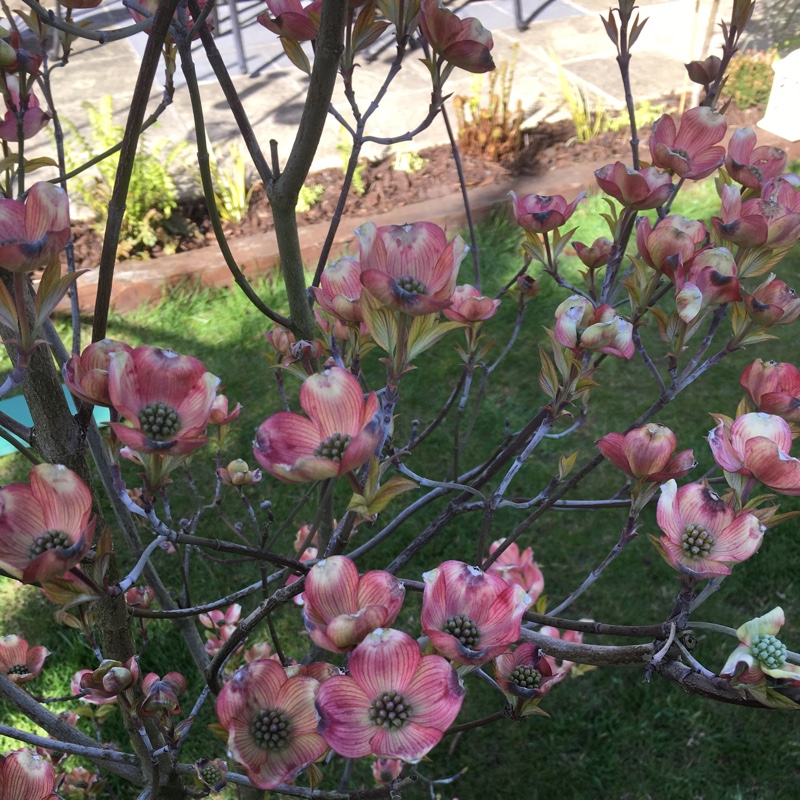 Pink Flowering Dogwood