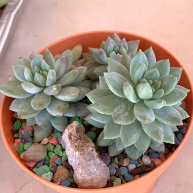 xSedeveria Lilac Mist