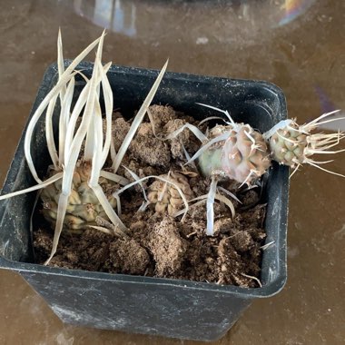 Tephrocactus articulatus 'Papyracanthus' syn. Tephrocactus articulatus var. papyracanthus