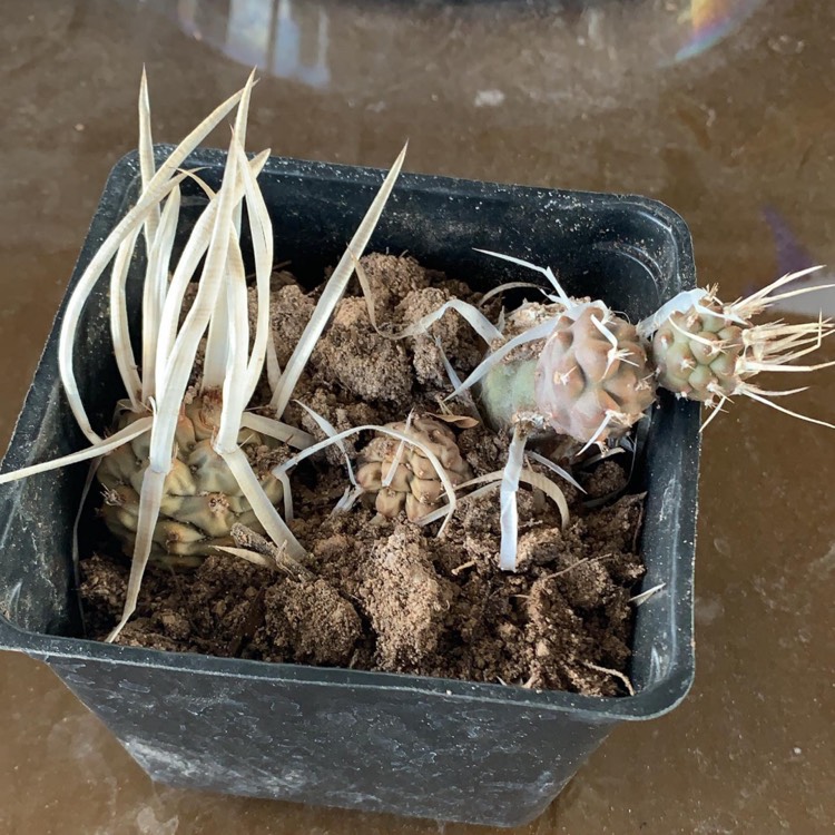plant image 1057847