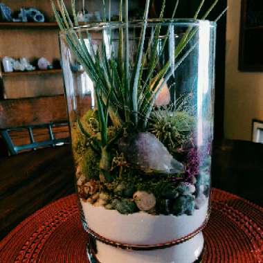 Tillandsia harrisii