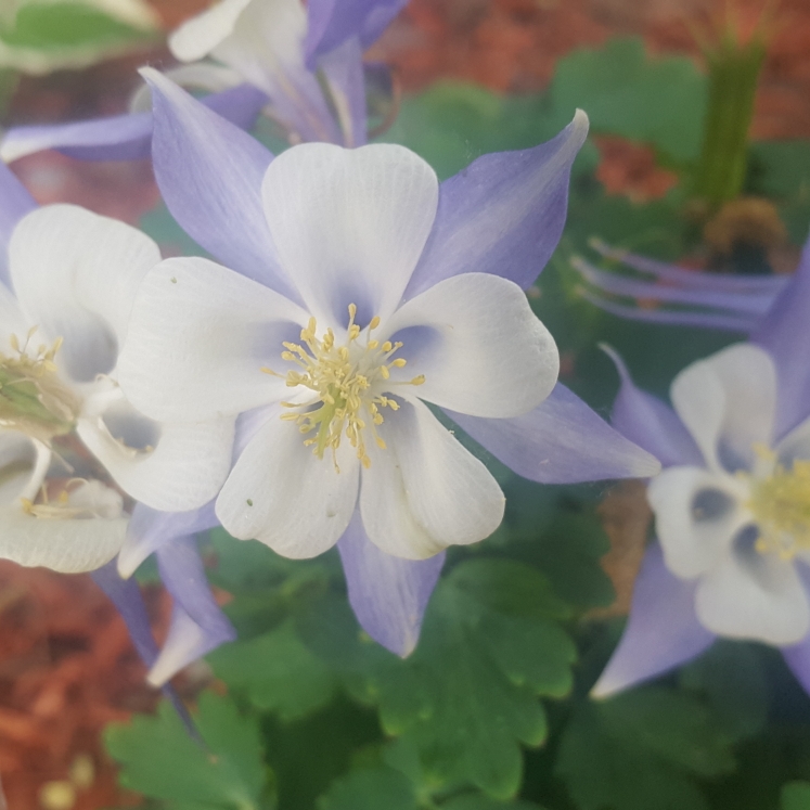 plant image 745828