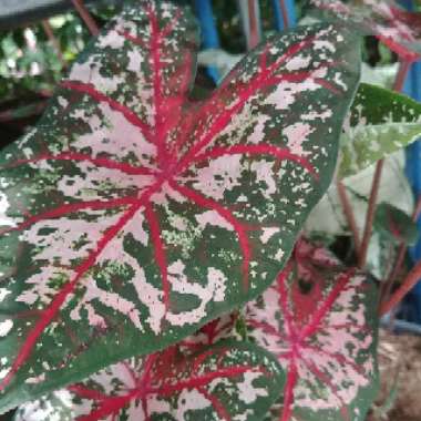 Andria's garden