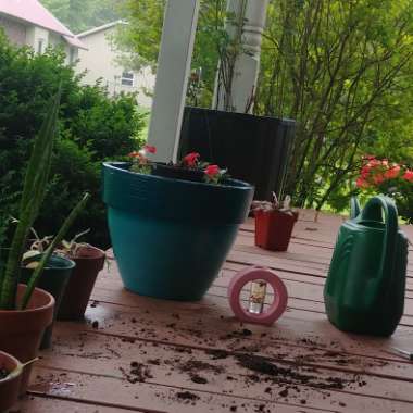 Andria's garden