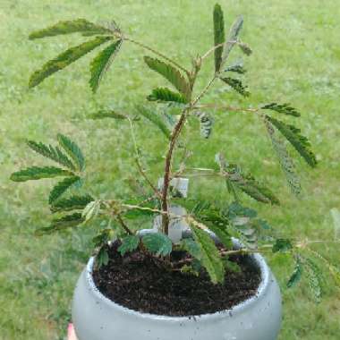 Sensitive Plant