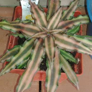 Pink Earth Star