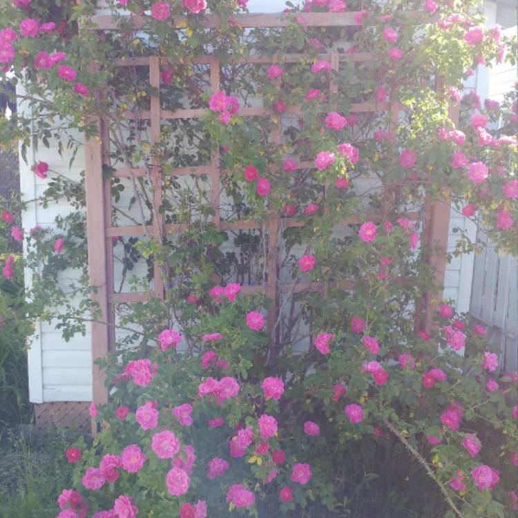 plant image 519115