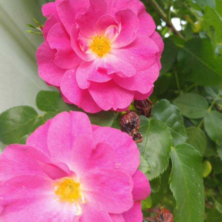 plant image 519116