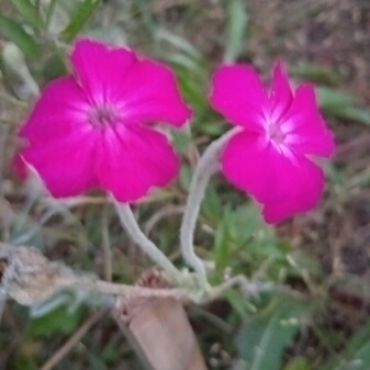 plant image 519177 plant image 519177