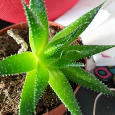 Aloe