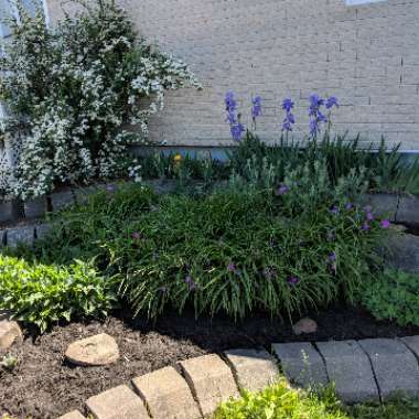 Gabrielle's garden