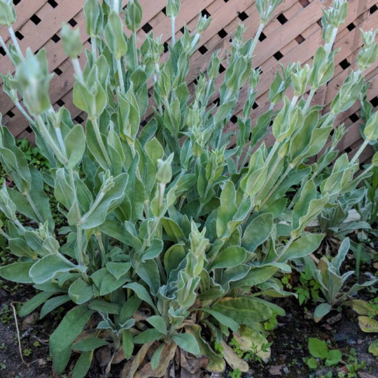 plant image 742116 plant image 742116
