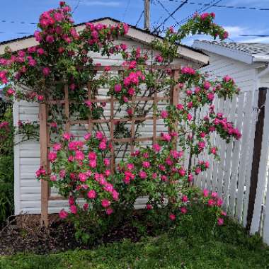 The Apothecary Rose