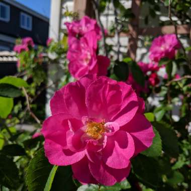 The Apothecary Rose
