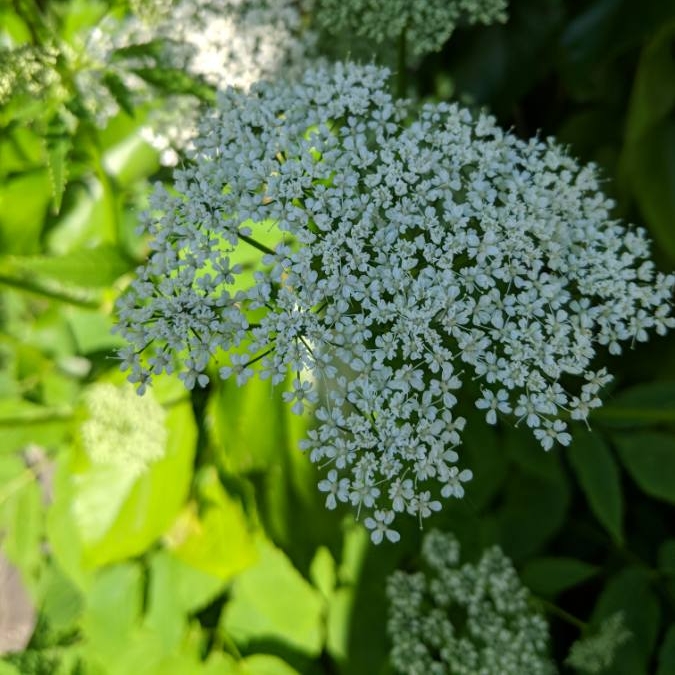 Plant image Aegopodium podagraria