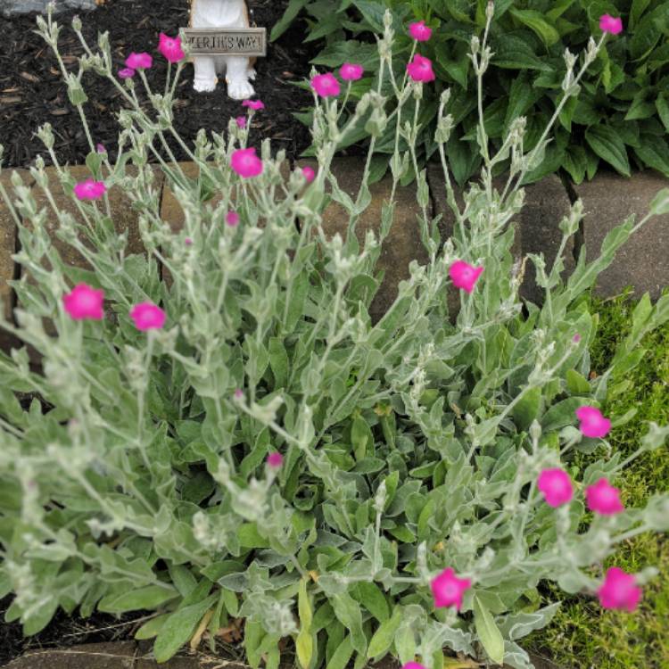 plant image 751229 plant image 751229