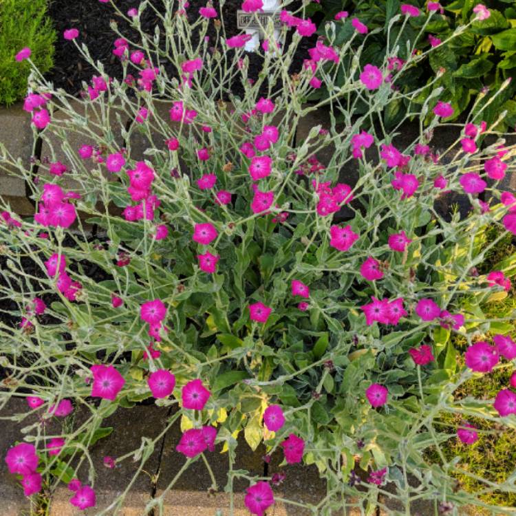 plant image 771957 plant image 771957