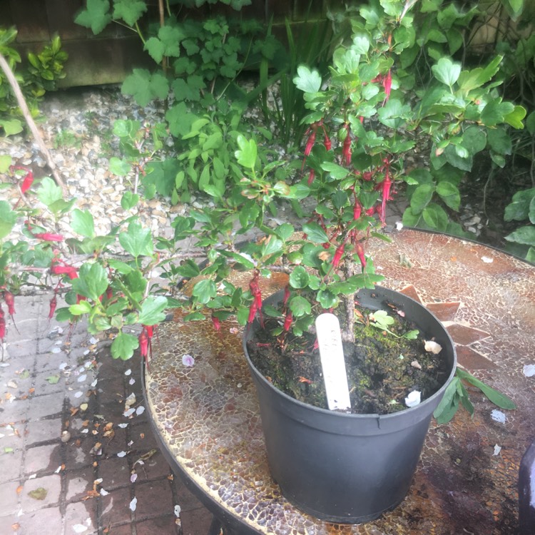 plant image 396138