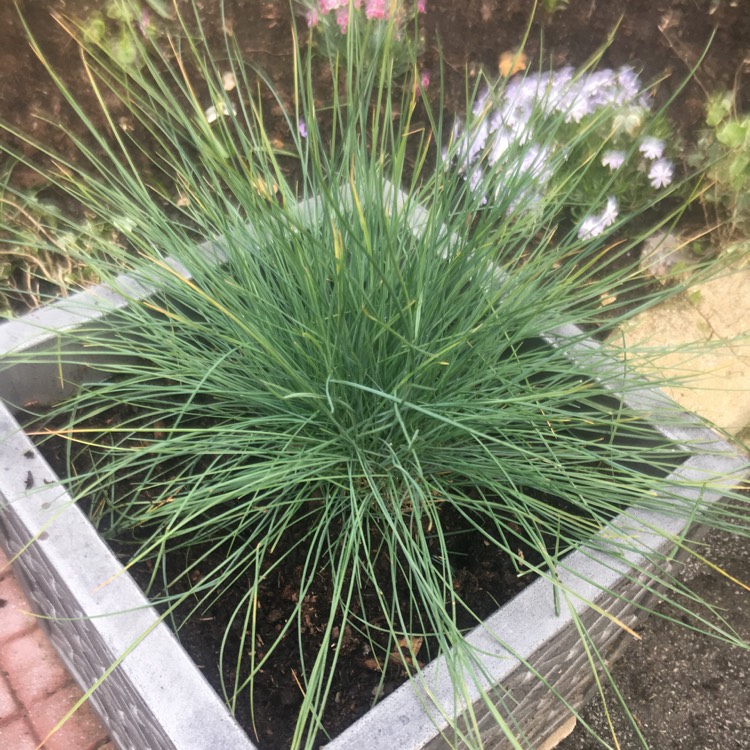 Plant image Festuca glauca 'Elijah Blue'