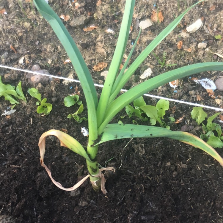 plant image 402072