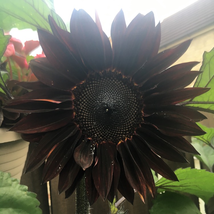 Plant image Helianthus annuus 'Red Sun'