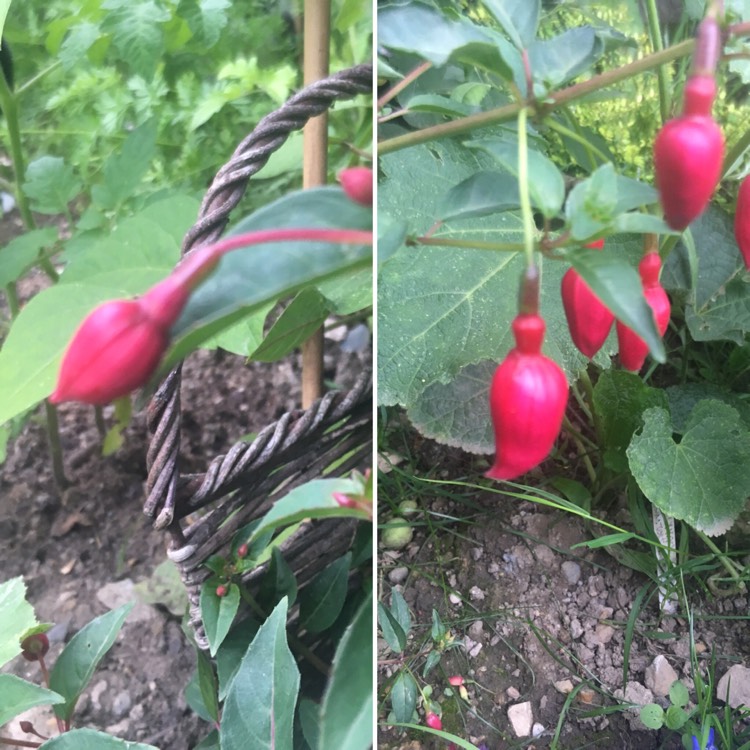 Plant image Ribes speciosum