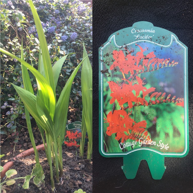 Plant image Crocosmia 'Lucifer's Children'