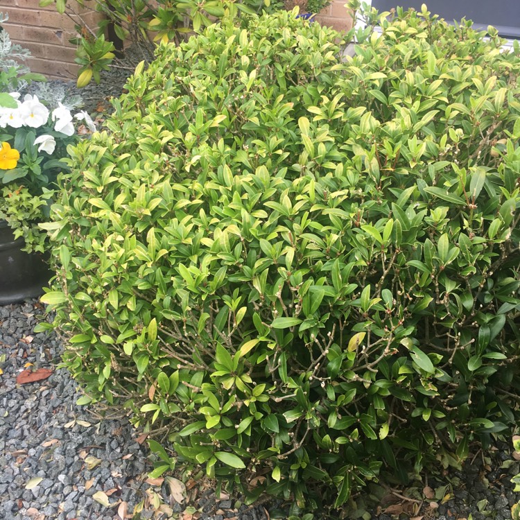 Plant image Skimmia japonica 'Attraction'