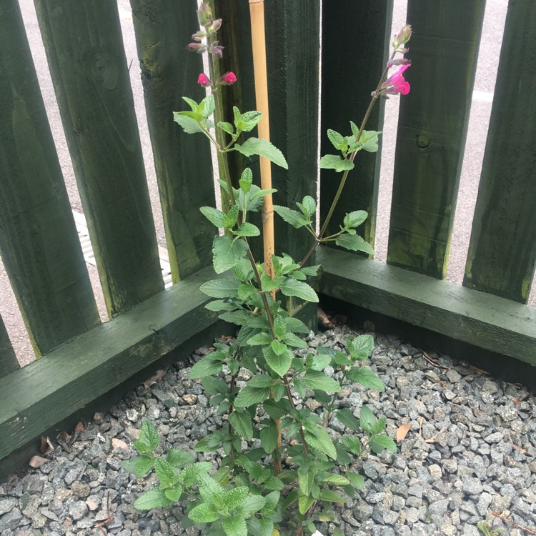 Plant image Salvia microphylla 'Cerro Potosi'