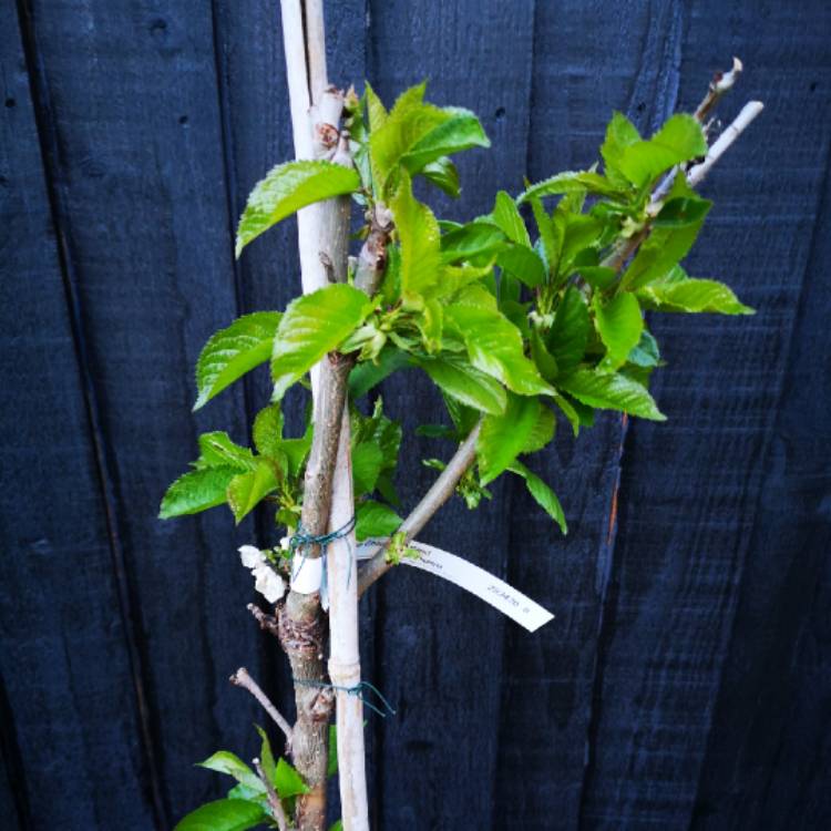 Plant image Prunus x kerrasis 'Valentine'