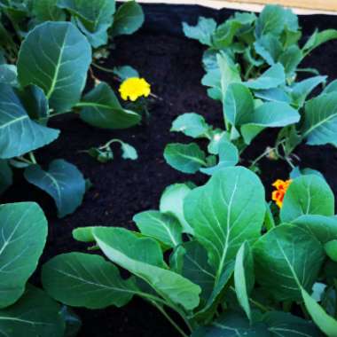Brassica oleracea (Capitata Group) 'Greyhound'
