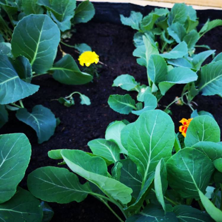 Plant image Brassica oleracea (Capitata Group) 'Greyhound'
