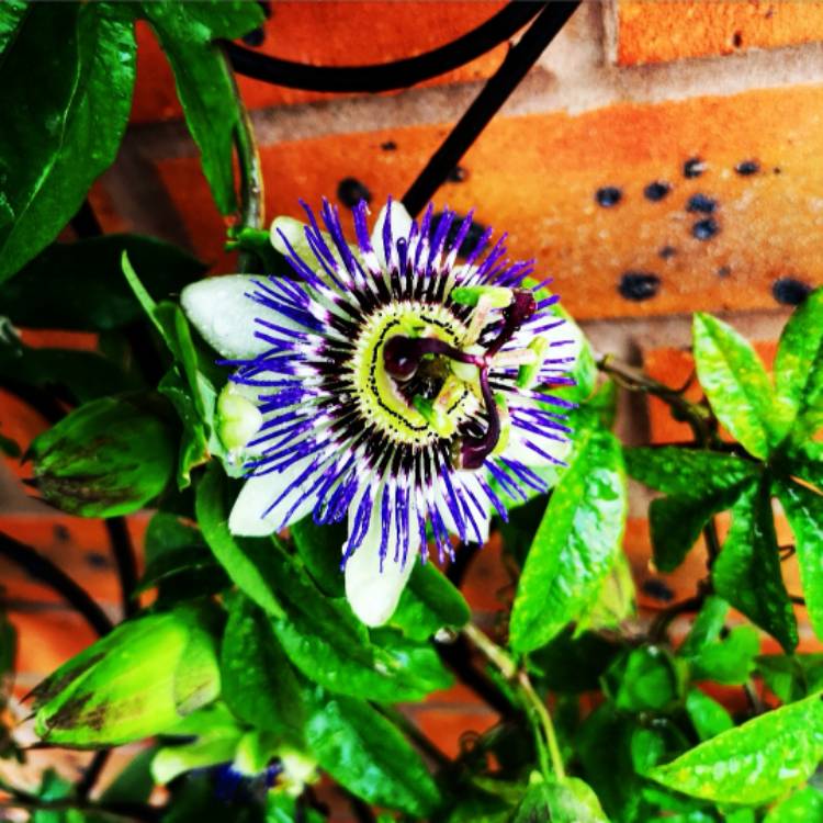 plant image 1091440