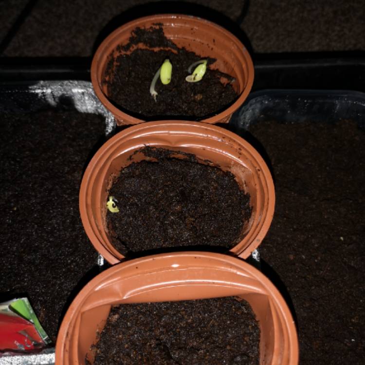 Plant image Cucumis Sativus 'Mini Stars'