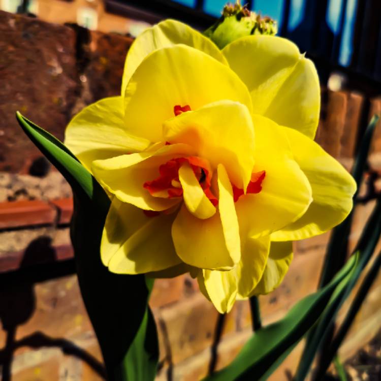 Plant image Narcissus 'Double Fashion'