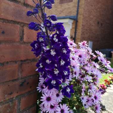 Larkspur 'Magic Fountains'
