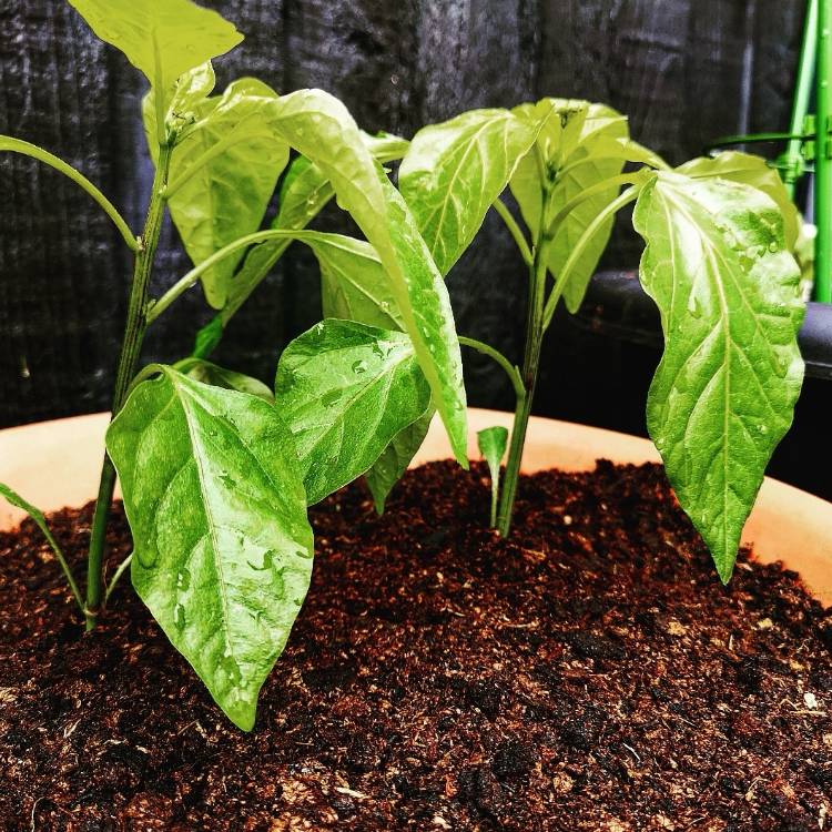 Plant image Capsicum Annuum 'Hot Guajillo Pepper'