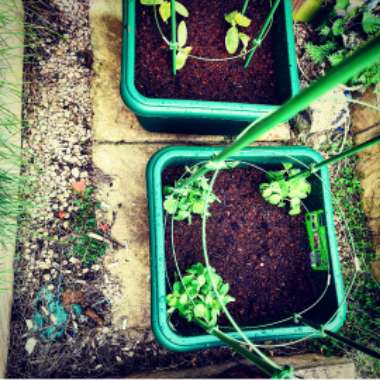Cucumis Sativus 'Mini Stars'