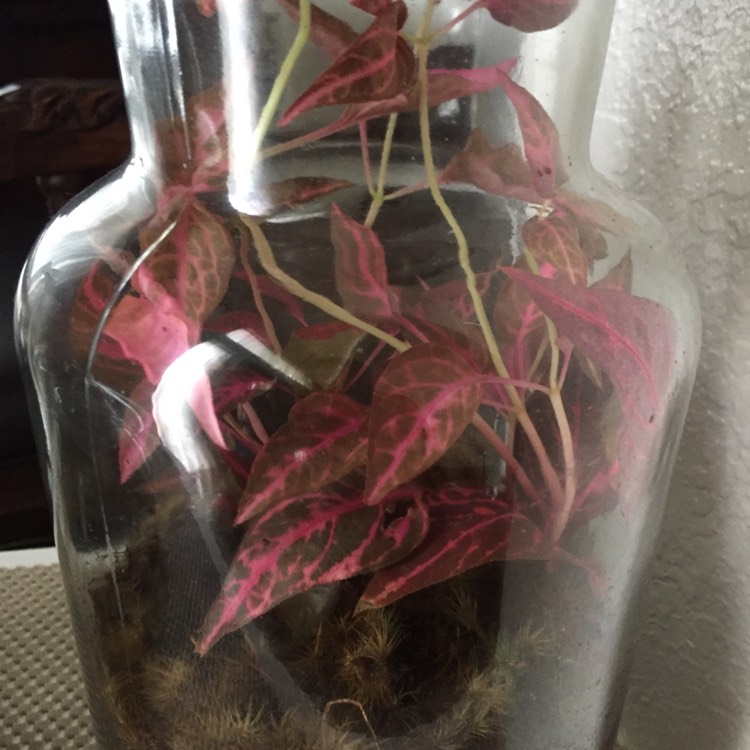 Plant image Alternanthera