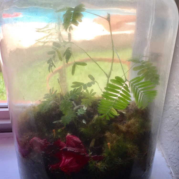 plant image 460271