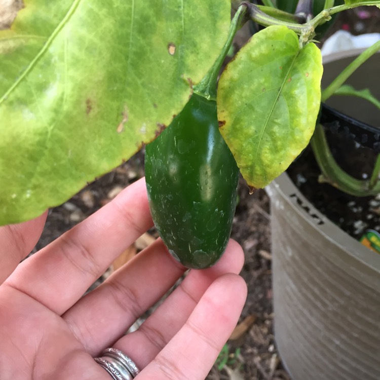 plant image 460280