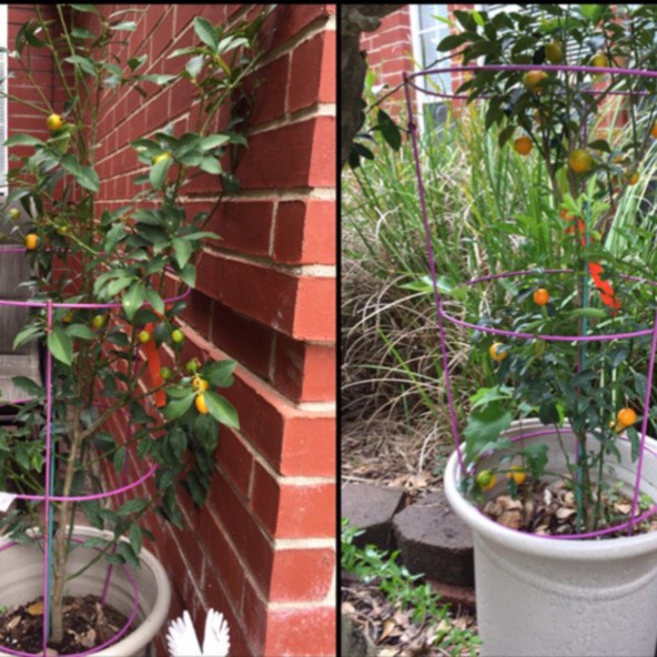 Plant image Citrus Japonica