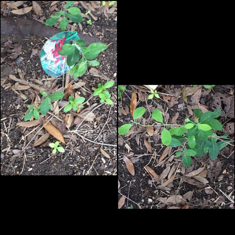 Plant image Lonicera periclymenum 'Belgica'