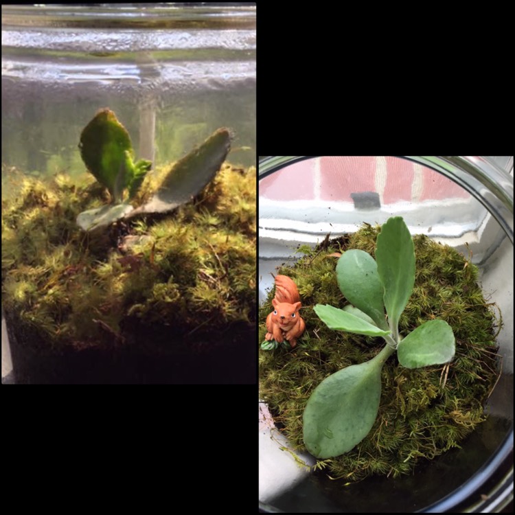 plant image 476892