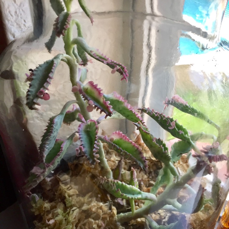 Plant image Kalanchoe delagoensis x daigremontiana