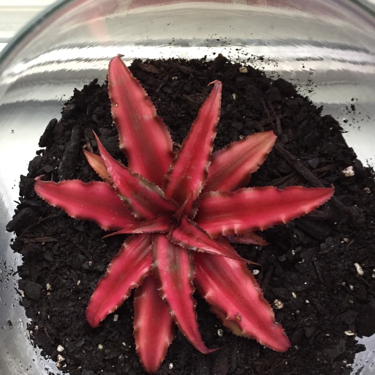 Plant image Cryptanthus Bivittatus