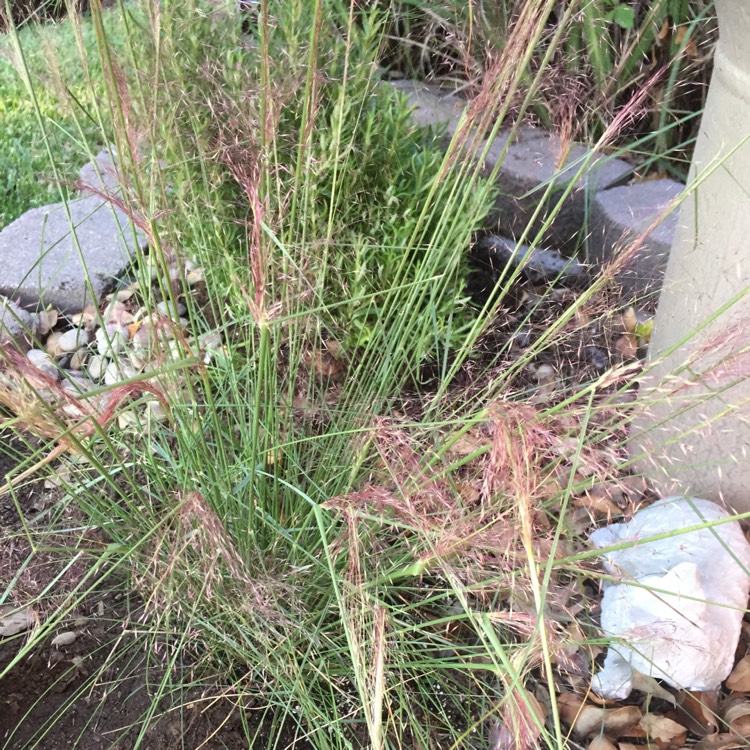 Plant image Muhlenbergia capillaris 'Lenca' syn. Muhlenbergia capillaris 'Regal Mist'