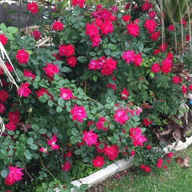Teena's garden